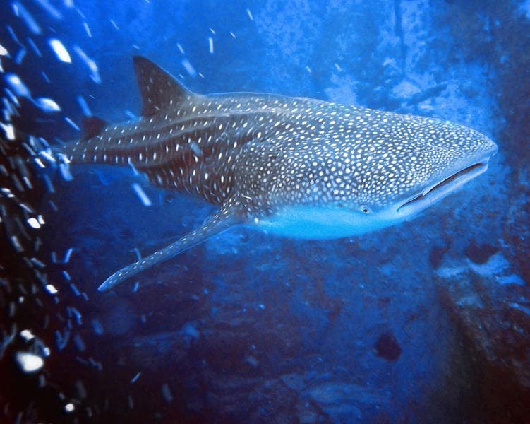 Ferox Liveaboard - image