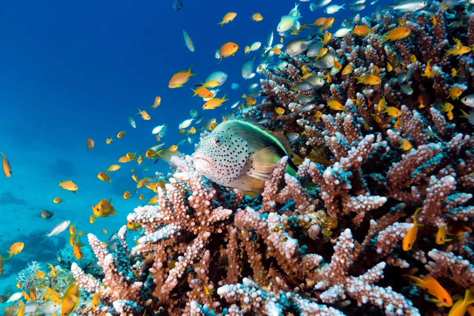 Coral Reef Destinations