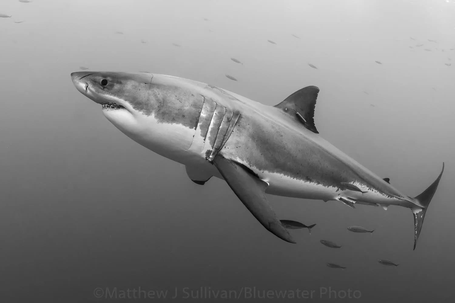 2017 Guadalupe Group Trip Report - image 2017 Guadalupe Group Trip Report - image