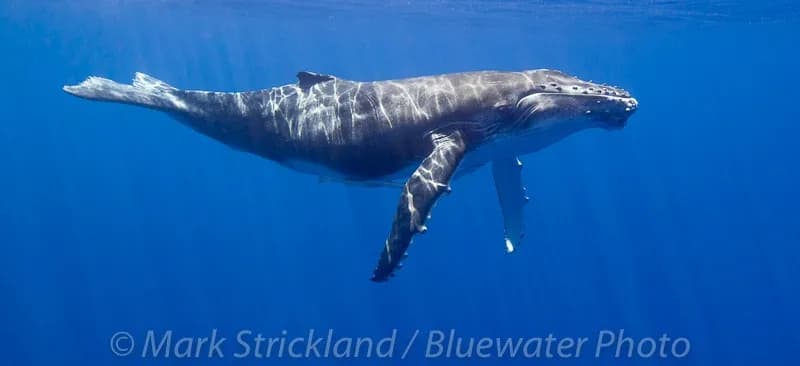 2017 Moorea Trip Report - image 2017 Moorea Trip Report - image