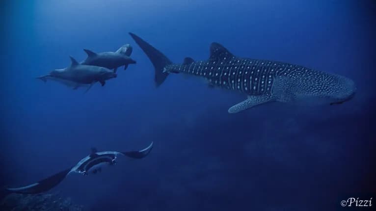 Diving Socorro in December - 2017 Trip Report - image Diving Socorro in December - 2017 Trip Report - image