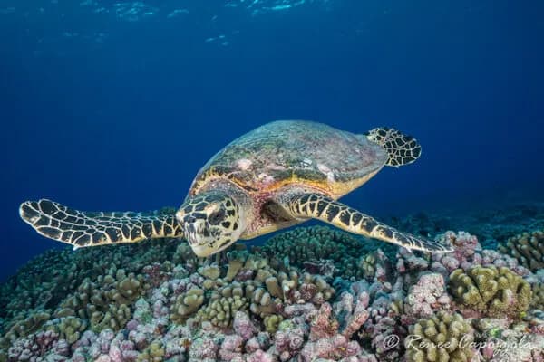 French Polynesia: Epic Shark Diving in Paradise - image French Polynesia: Epic Shark Diving in Paradise - image