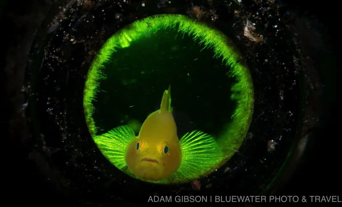 A tropical fish A tropical fish