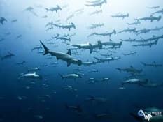 Bluewater Travel and Eco Dive Center Galapagos Trip Recap - image Bluewater Travel and Eco Dive Center Galapagos Trip Recap - image