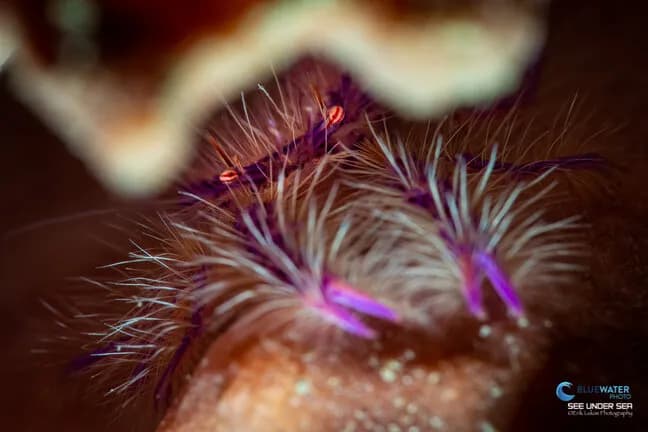 Lembeh October 2018 Trip Report - image Lembeh October 2018 Trip Report - image