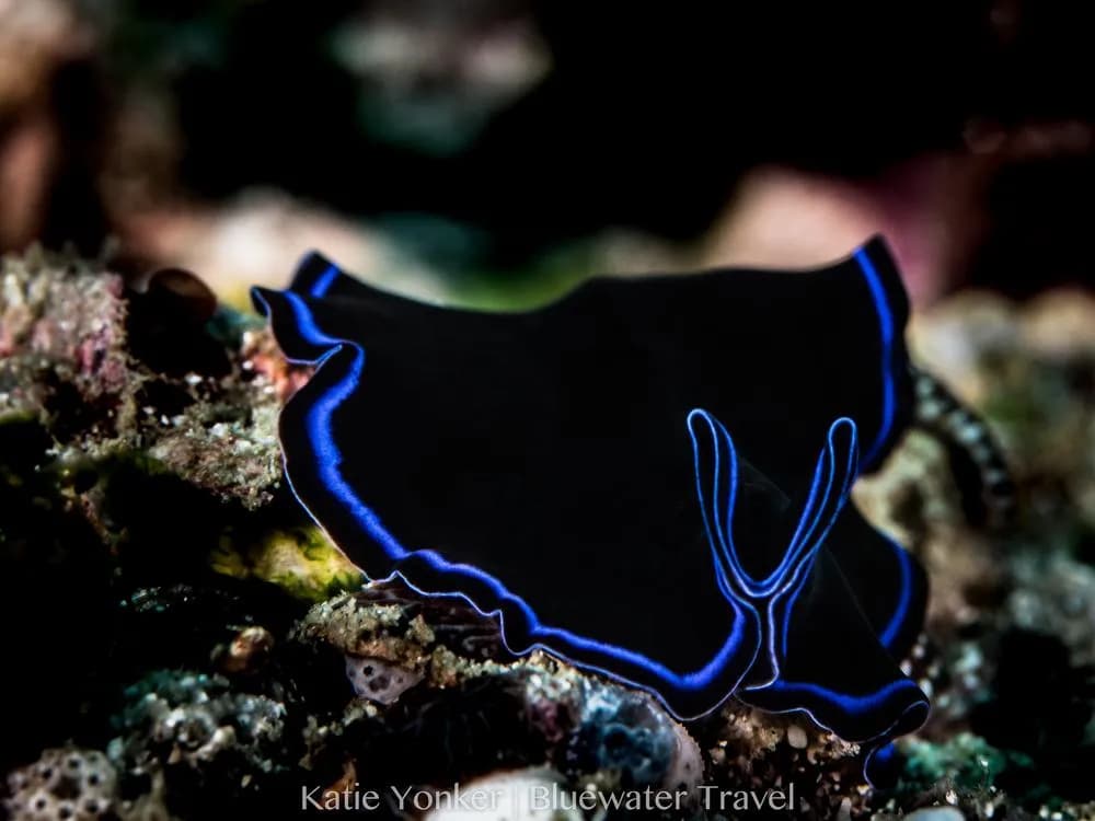 Papua New Guinea Trip Report - Sept/Oct 2018 - image Papua New Guinea Trip Report - Sept/Oct 2018 - image