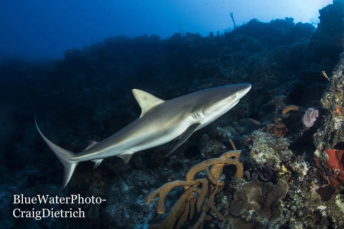 Diving Turks & Caicos - April 2019 Trip Report - image Diving Turks & Caicos - April 2019 Trip Report - image