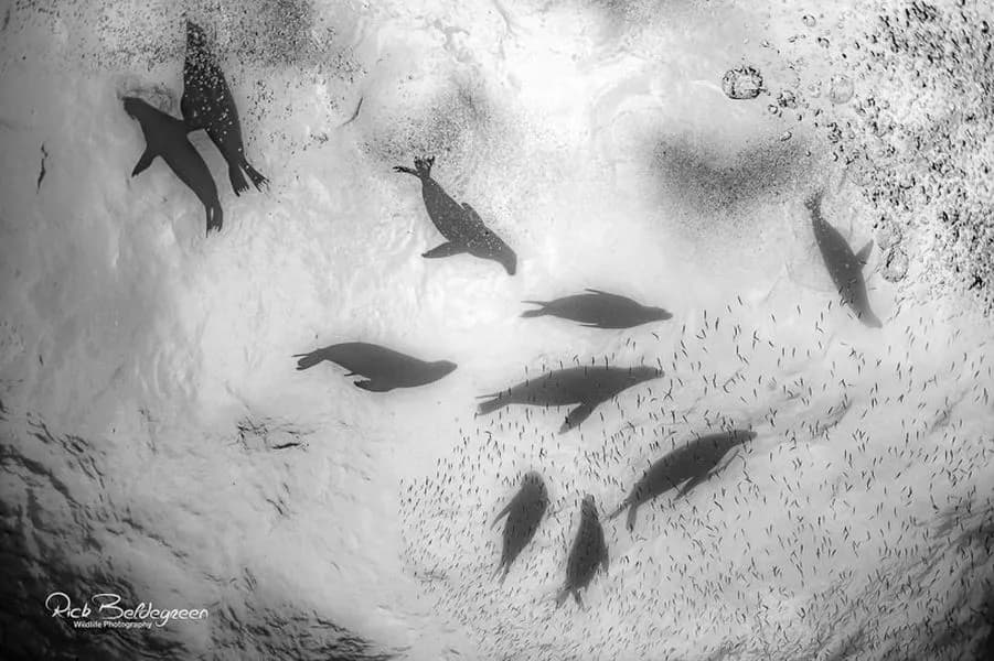 2019 Sea of Cortez Trip Report - image 2019 Sea of Cortez Trip Report - image