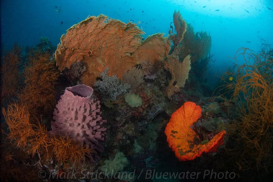 papua new guinea diving papua new guinea diving
