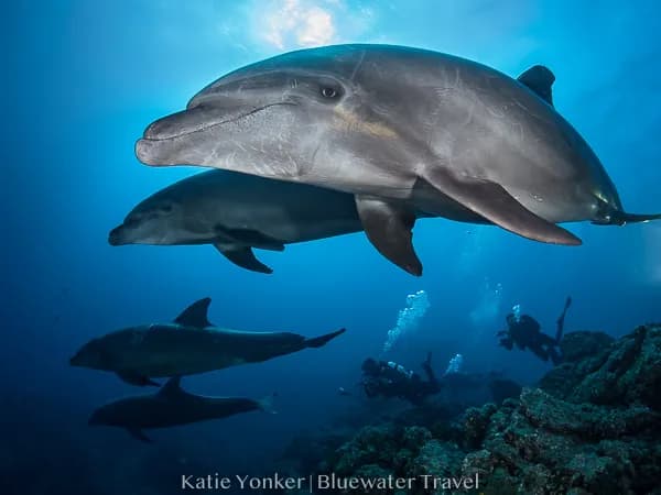 Socorro Islands Scuba Diving Socorro Islands Scuba Diving