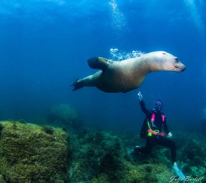 2020 Sea of Cortez Trip Report - image 2020 Sea of Cortez Trip Report - image