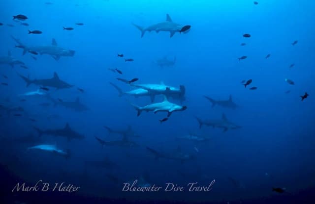 Galapagos Trip Report August 2021 Galapagos Trip Report August 2021