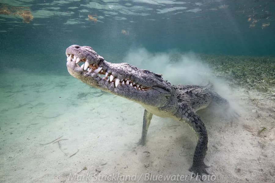 Crocs & Cenotes Trip Report - August 2021 - image Crocs & Cenotes Trip Report - August 2021 - image
