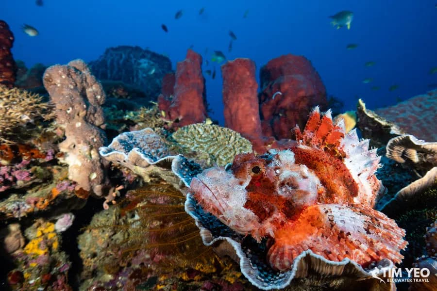 Sulawesi Trip Recap - image Sulawesi Trip Recap - image