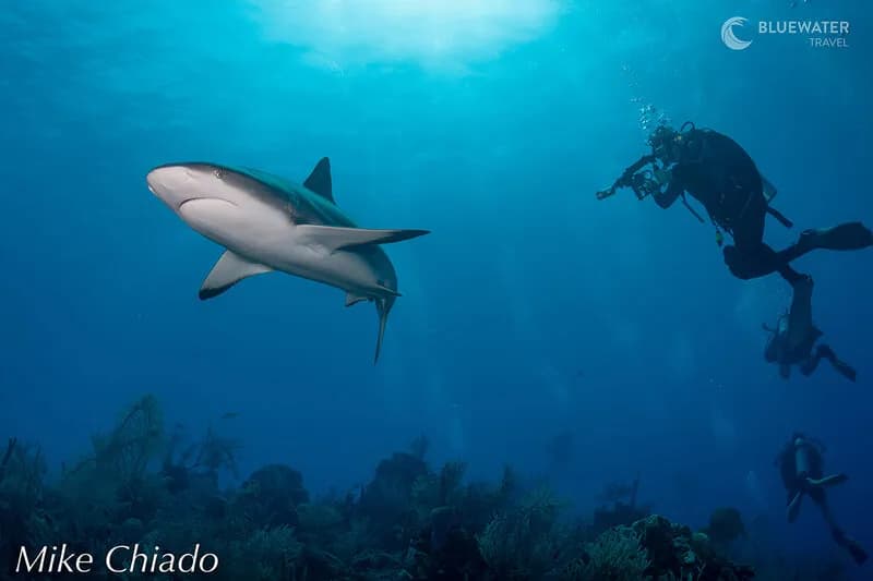 Belize Trip Report 2022 - image Belize Trip Report 2022 - image