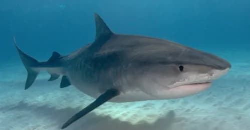 The Shark Diving Diversity of the Bahamas - image The Shark Diving Diversity of the Bahamas - image