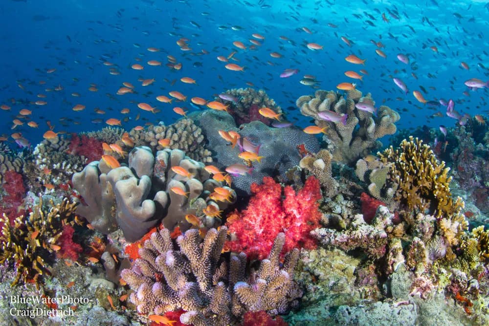 Fiji Trip Report October 2022 - image Fiji Trip Report October 2022 - image