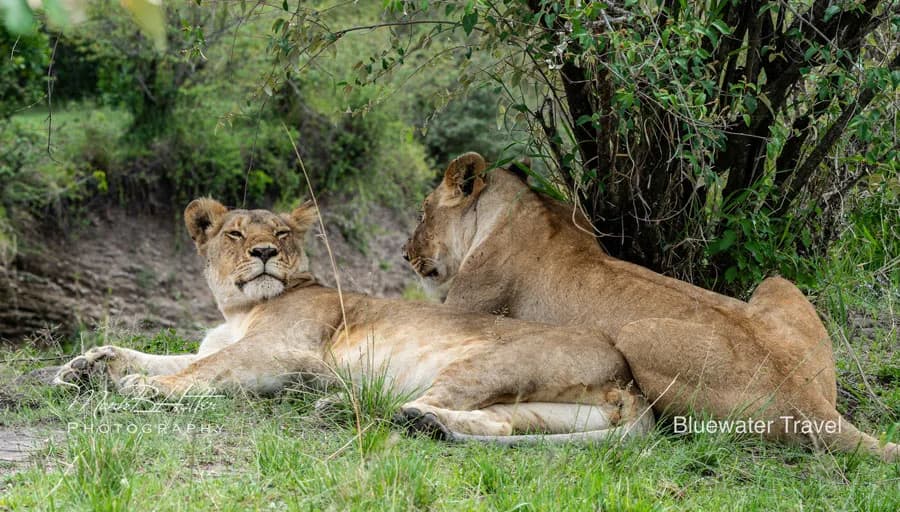 Tanzania Big Game Safari Trip Report October 2022 - image Tanzania Big Game Safari Trip Report October 2022 - image