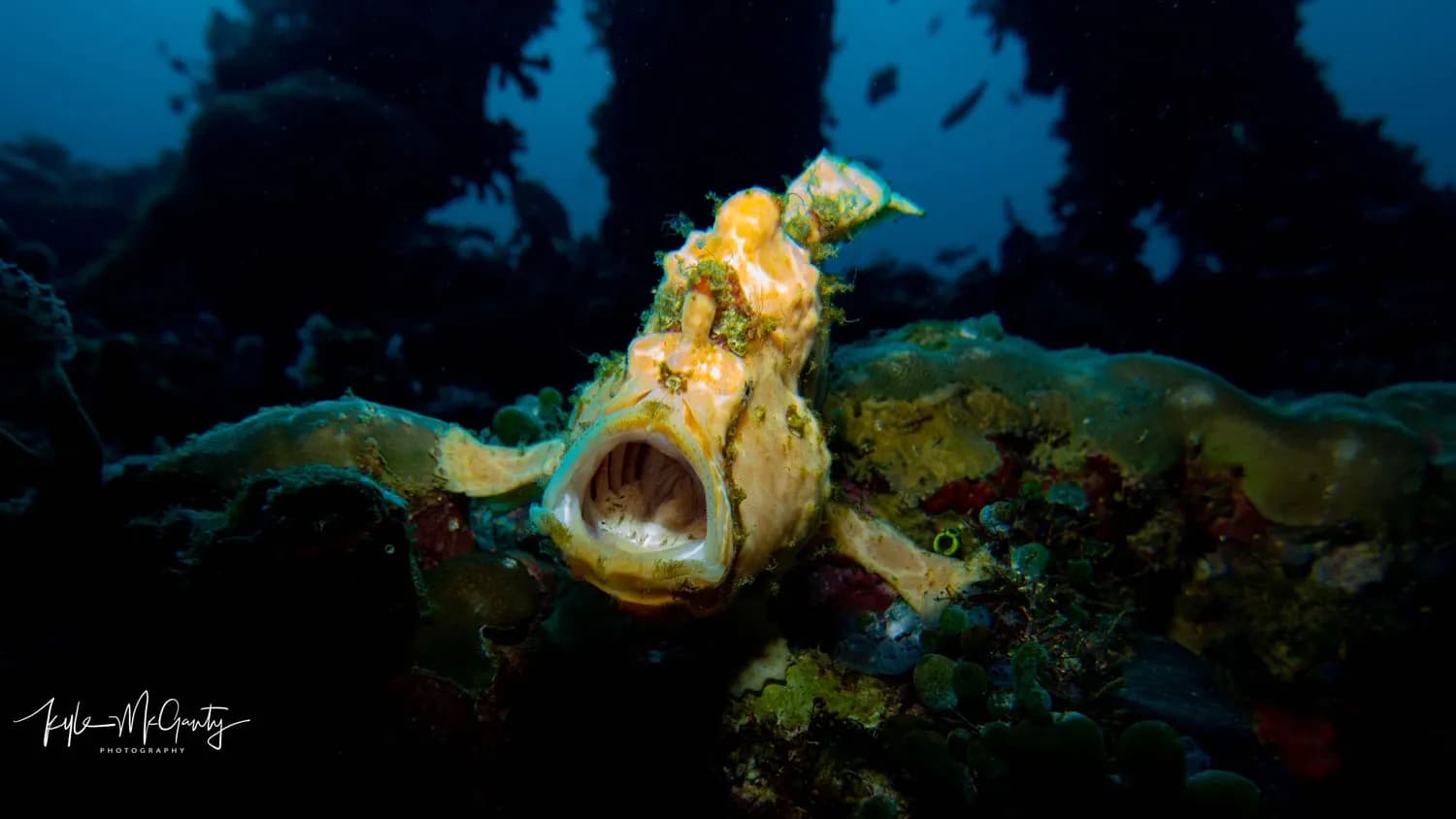 Anilao Trip Report Dec 2022 - image Anilao Trip Report Dec 2022 - image