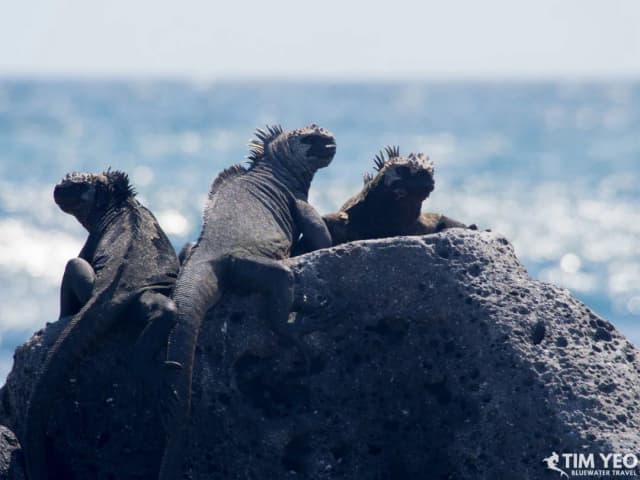 Galapagos Aboard The Calipso Galapagos Aboard The Calipso