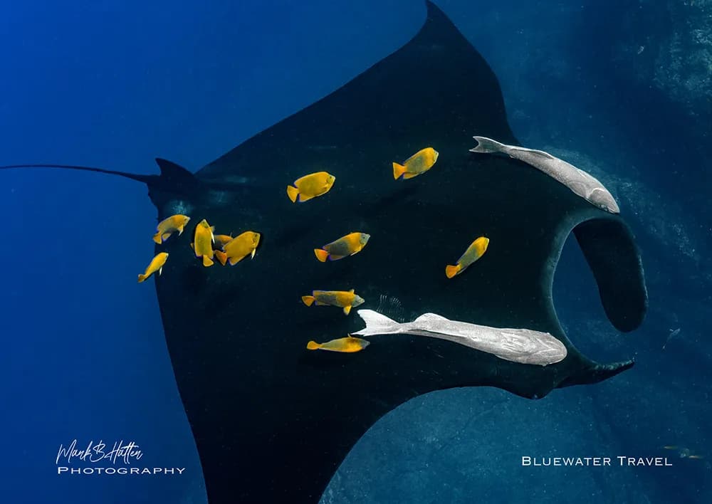 Socorro 2023 Trip Report - image Socorro 2023 Trip Report - image