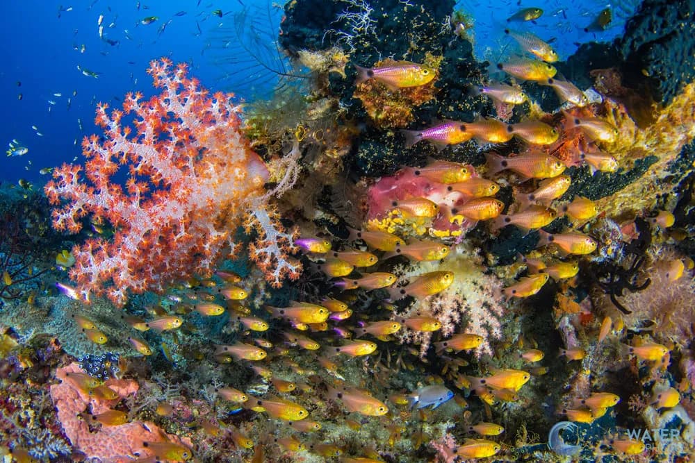 Raja Ampat 2023 Trip Recap - image Raja Ampat 2023 Trip Recap - image