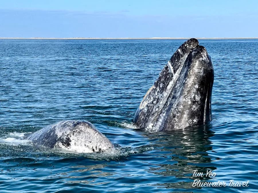 San Ignacio gray whales glamping fly-in camp