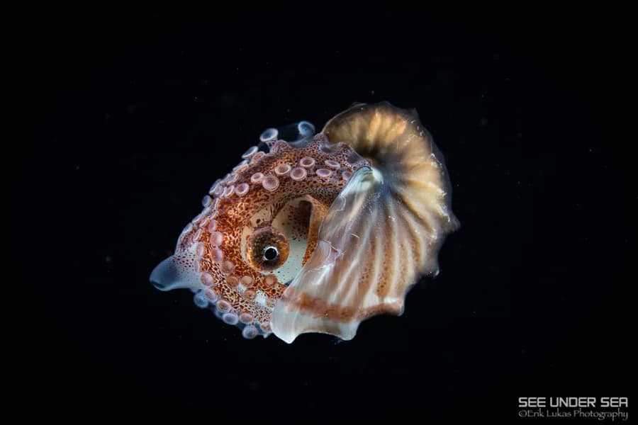 Anilao Trip Recap 2023 Anilao Trip Recap 2023