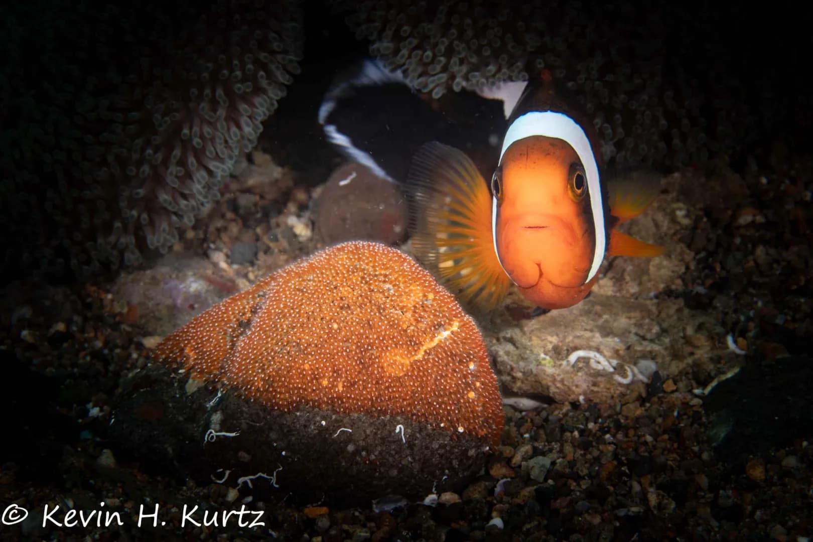 Anilao Trip Report December 2023 - image Anilao Trip Report December 2023 - image