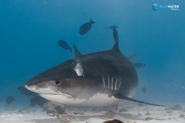 Diving the Maldives Southern Atolls - 2024 Trip Recap Diving the Maldives Southern Atolls - 2024 Trip Recap