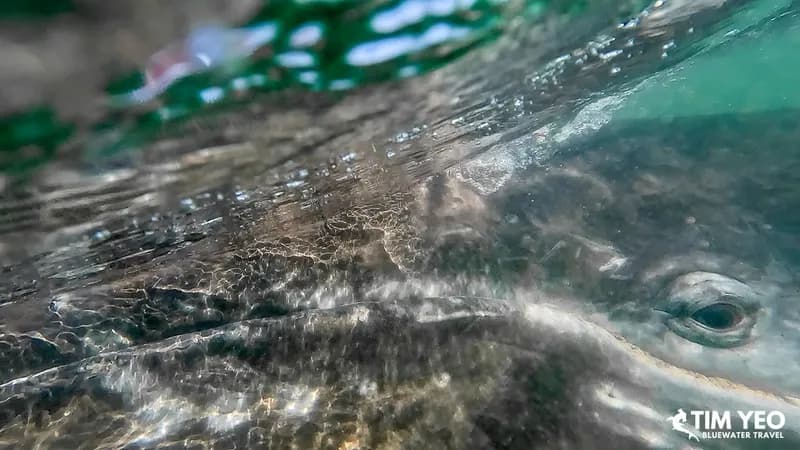 San Ignacio Gray Whales Trip Report 2024 - image San Ignacio Gray Whales Trip Report 2024 - image