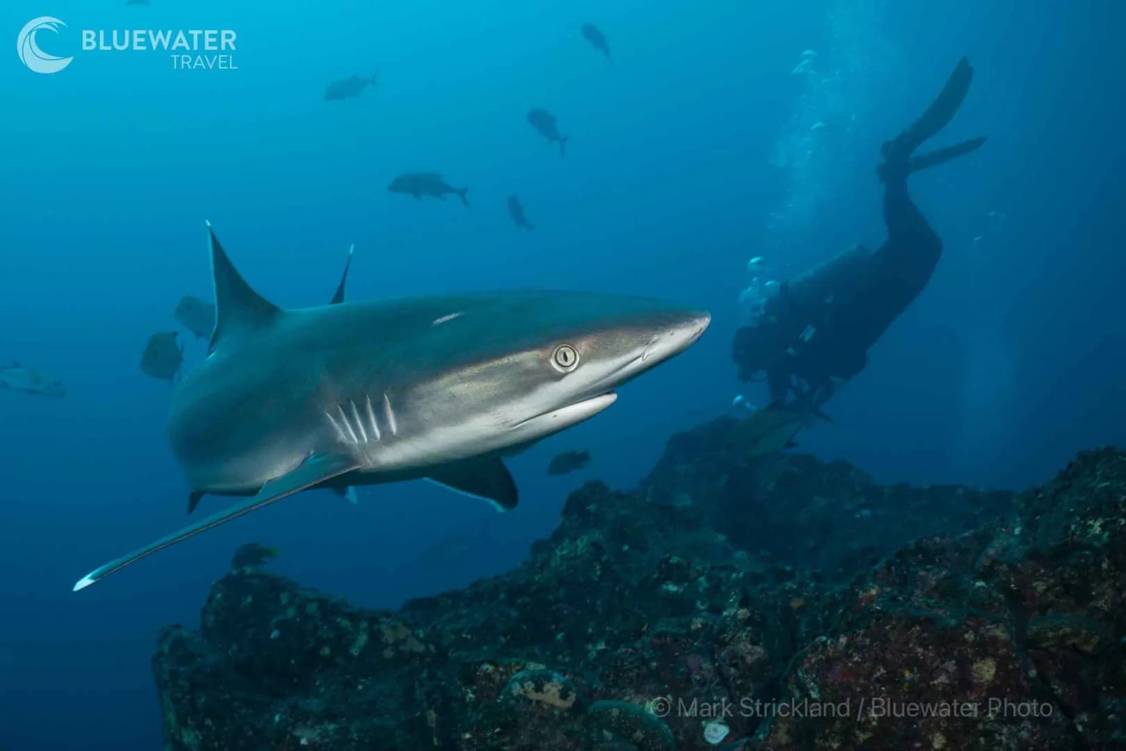 Socorro Trip Report February 2024 - image Socorro Trip Report February 2024 - image