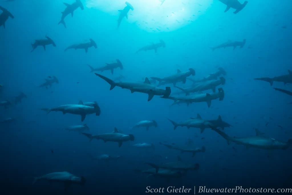 Join BWT's Raffle and Win a Trip Worth $4,525! - image Join BWT's Raffle and Win a Trip Worth $4,525! - image