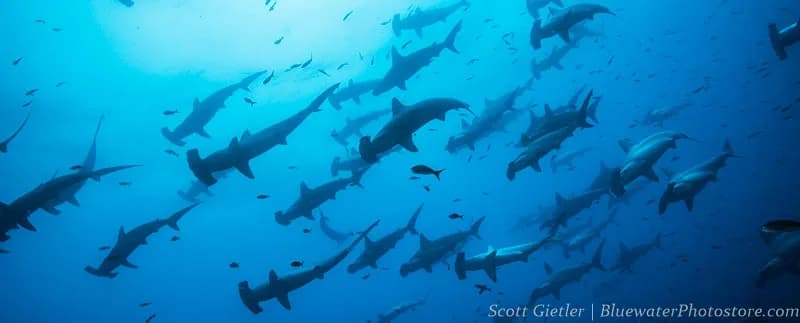 Galapagos Sharks - Shark Diving with a Purpose - image Galapagos Sharks - Shark Diving with a Purpose - image