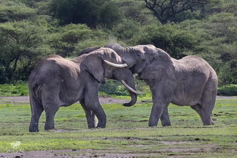 Unforgettable Tanzania Wildlife Encounters - image Unforgettable Tanzania Wildlife Encounters - image