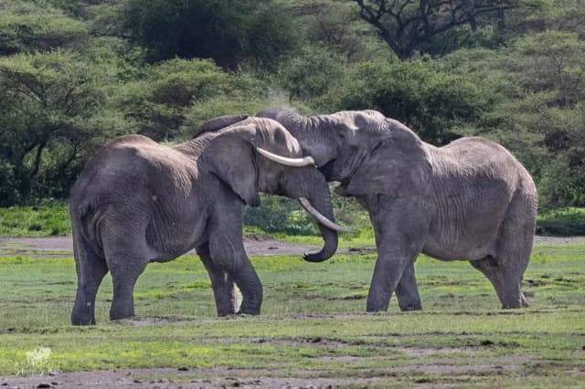 Unforgettable Tanzania Wildlife Encounters Unforgettable Tanzania Wildlife Encounters