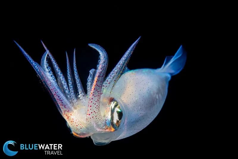 Blackwater Diving: An Adventure into the Abyss - image Blackwater Diving: An Adventure into the Abyss - image