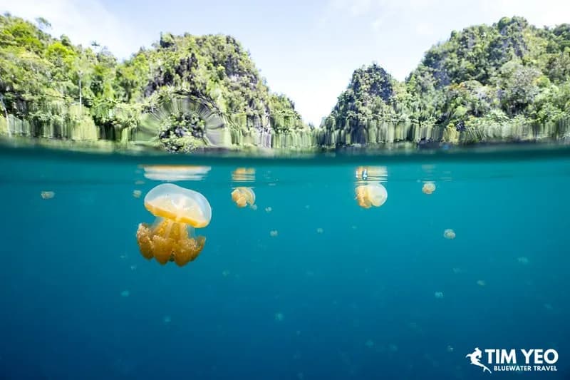 Jellyfish Lake, Palau - image Jellyfish Lake, Palau - image
