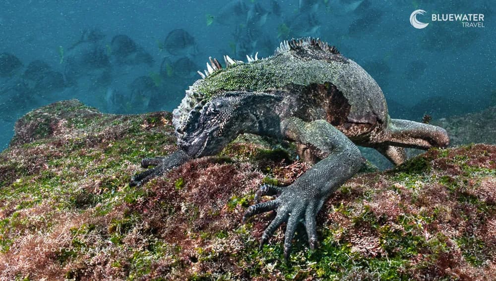 Galapagos marine iguana eating algae underwater Galapagos marine iguana eating algae underwater