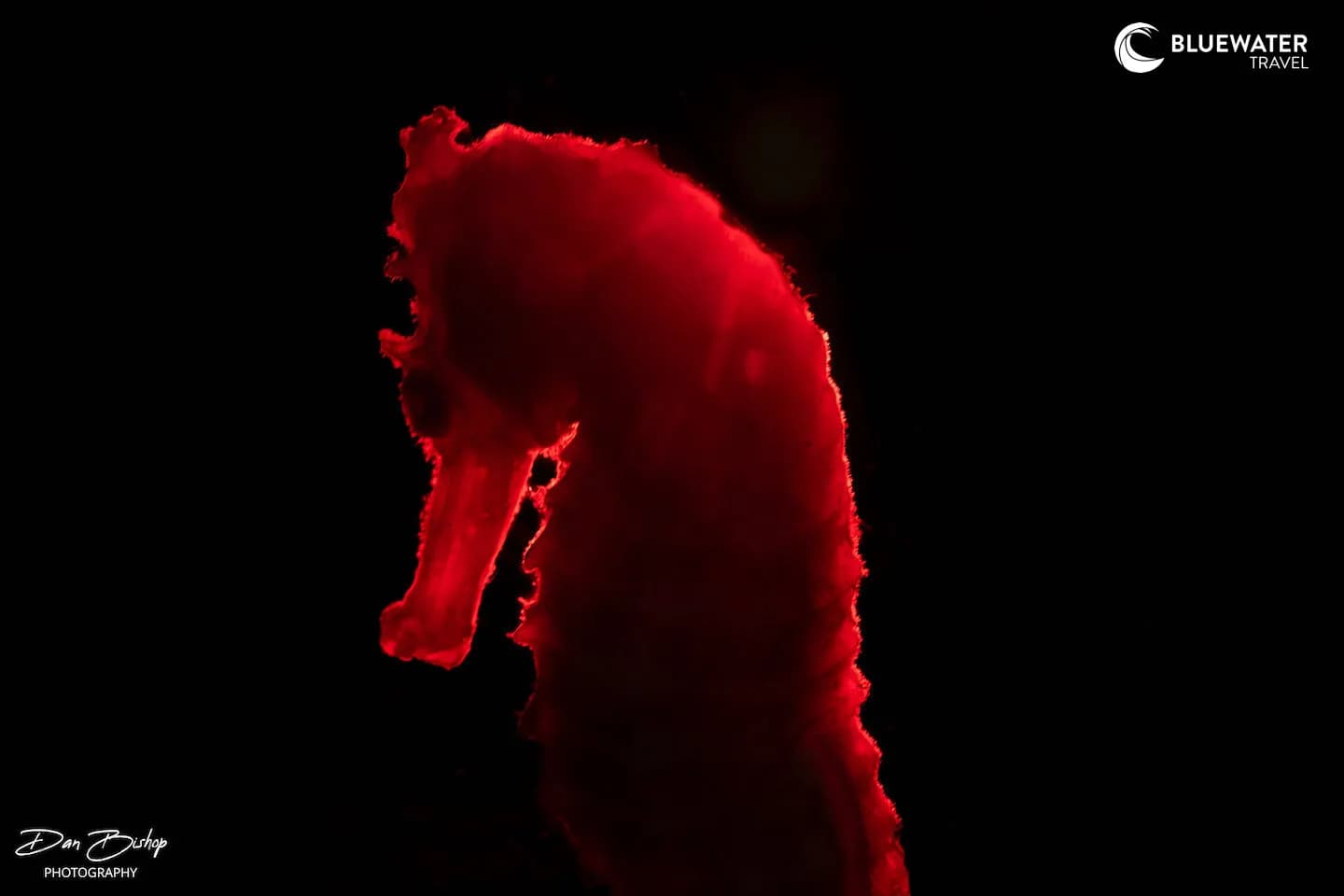 A seahorse's silhouette in Anilao, Philippines A seahorse's silhouette in Anilao, Philippines