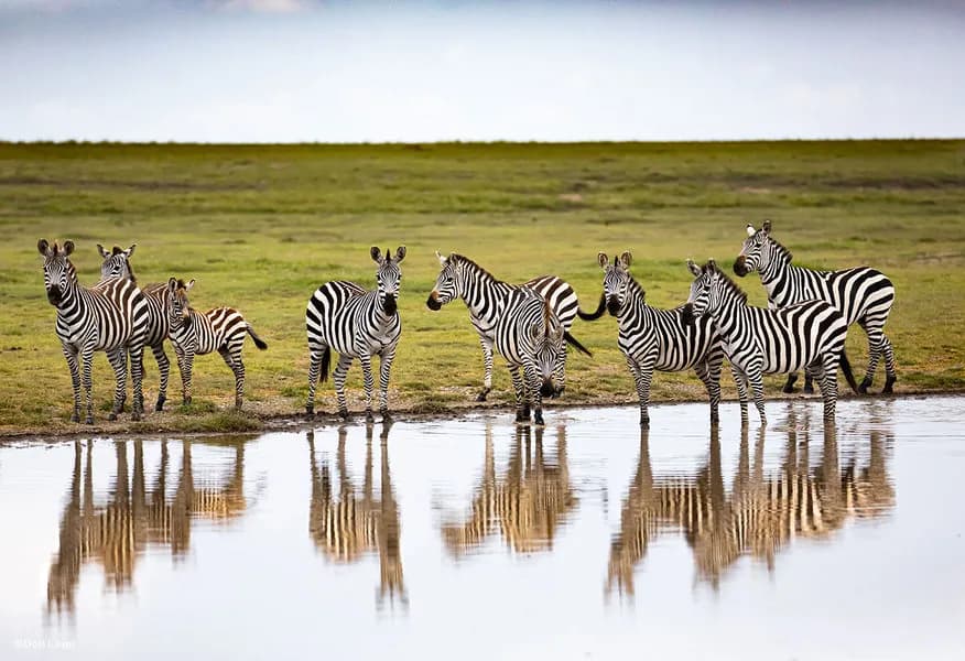 All Safari Trips - image All Safari Trips - image