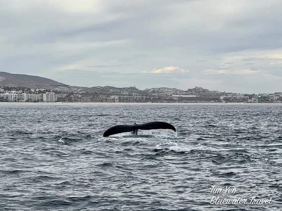 a whale tail breaches the surface a whale tail breaches the surface