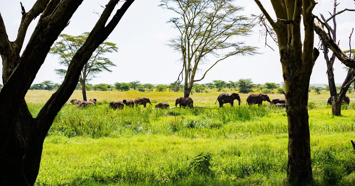 Tanzania Safari Packages - image Tanzania Safari Packages - image