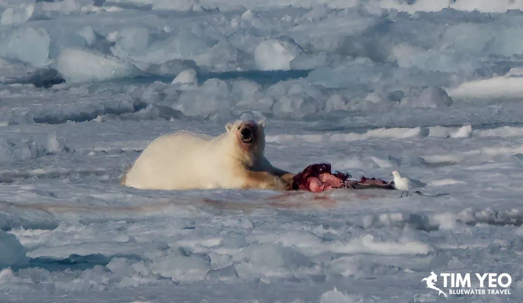 A polar bear in Norway A polar bear in Norway