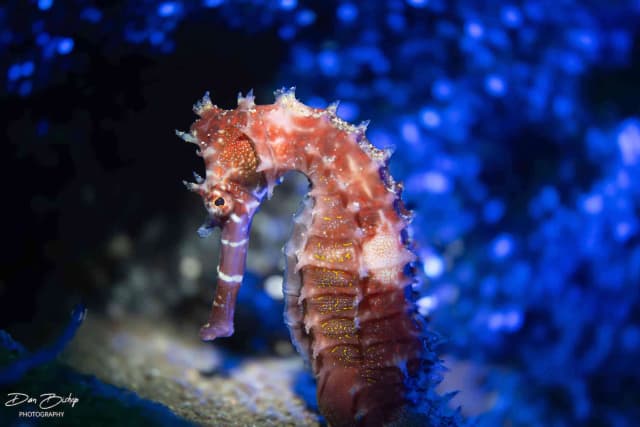 Lembeh & Bali Trip Report 2024 Lembeh & Bali Trip Report 2024