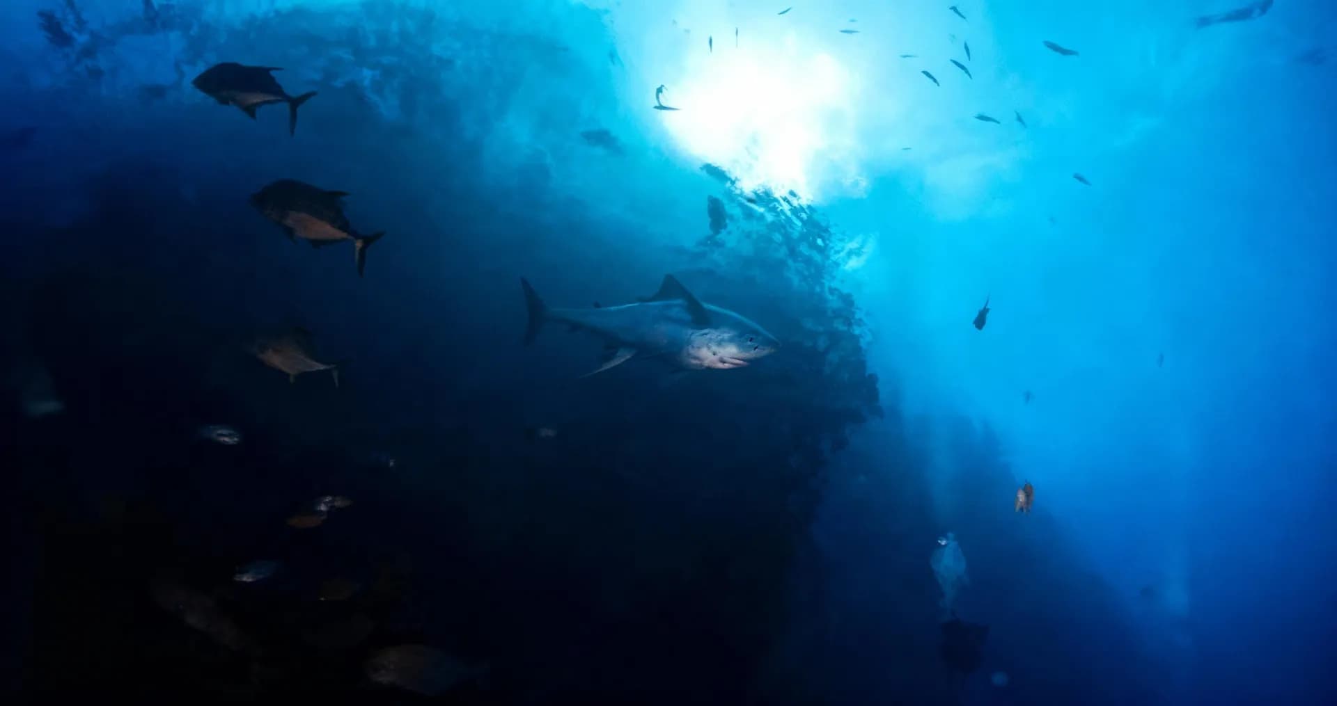 Top Rated Liveaboards - image Top Rated Liveaboards - image