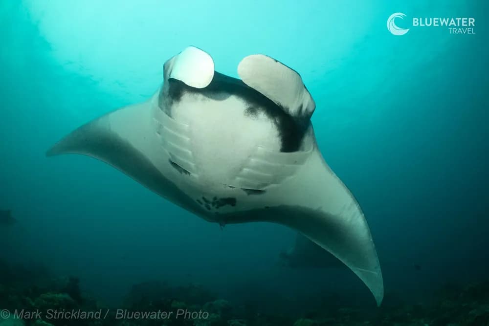 Raja Ampat 2025 Trip Report - image Raja Ampat 2025 Trip Report - image