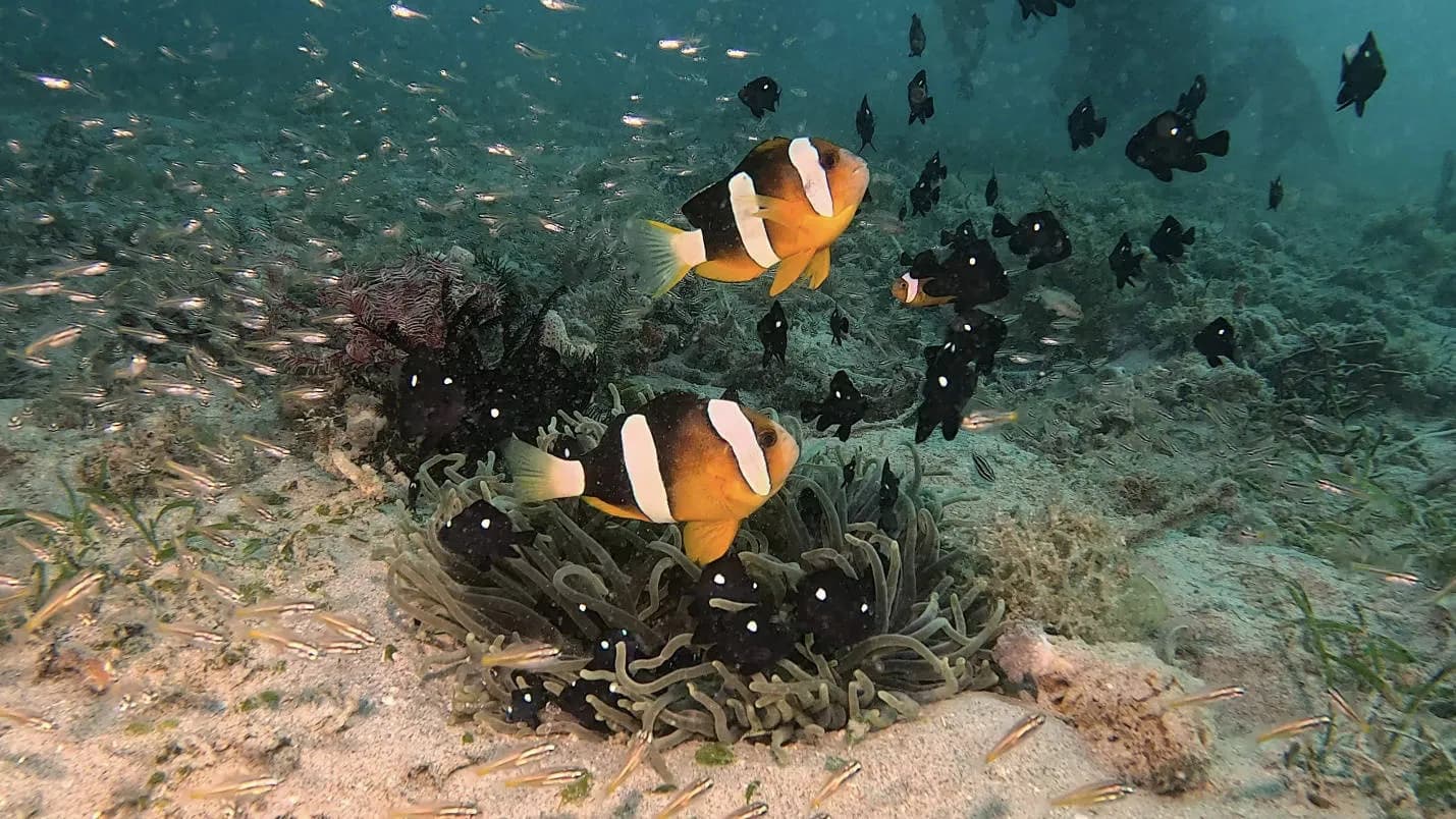 Underwater GoPro Video Workshop at El Galleon Scuba Dive Resort - image Underwater GoPro Video Workshop at El Galleon Scuba Dive Resort - image