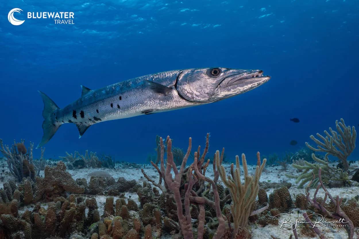 Cozumel Trip Report 2025 Cozumel Trip Report 2025