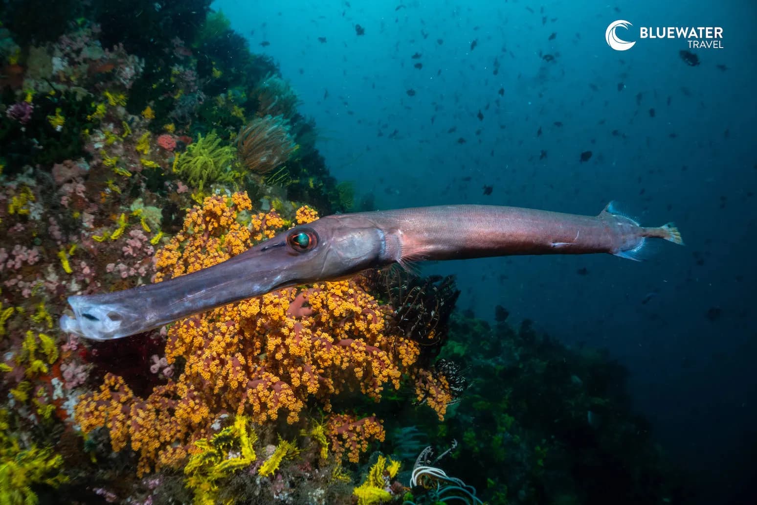 A trumpetfish swims past A trumpetfish swims past
